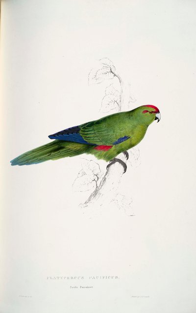 Cyanoramphus novaezelandiae door Edward Lear